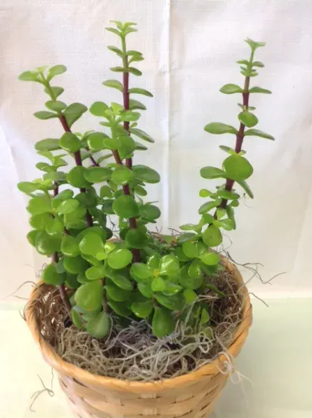 Jade Plant