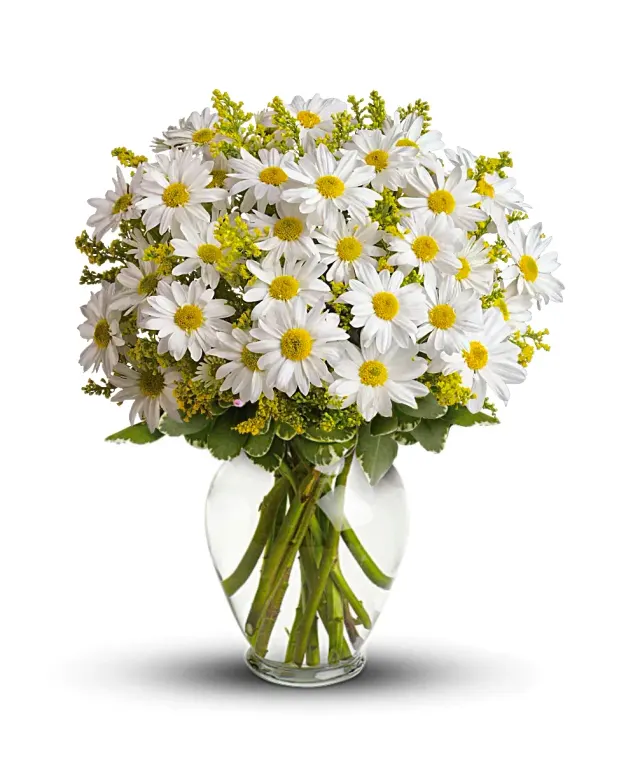 Sunny Day Daises