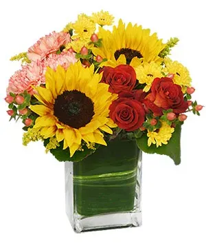 Season for Sunflowers