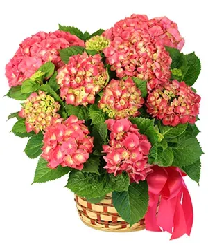 Pink Hydrangea