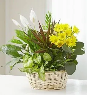 Dish Garden Basket W/Fresh Cuts
