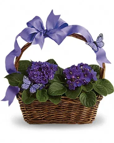 Violets & Butterflies T92-3