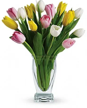 Tulip Treasure T142-1