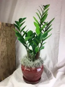 ZZ Plant Two Options