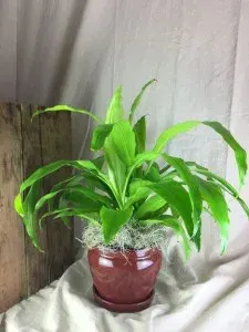Dracaena Plant Two Options