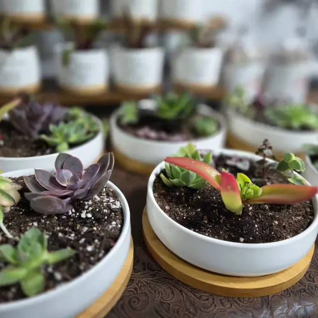 Succulents Say It
