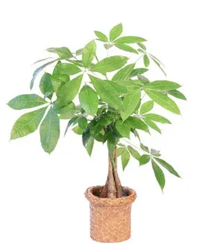 Money Tree