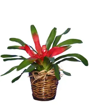 Bromeliad