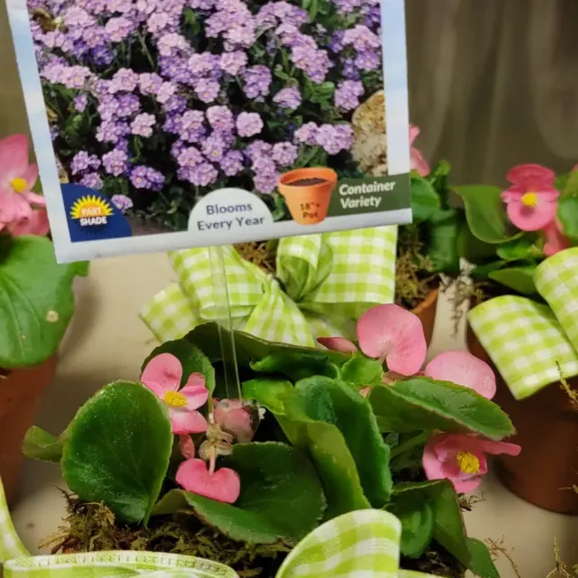 Specialty Plants