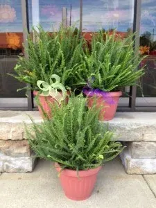 Kimberly Fern