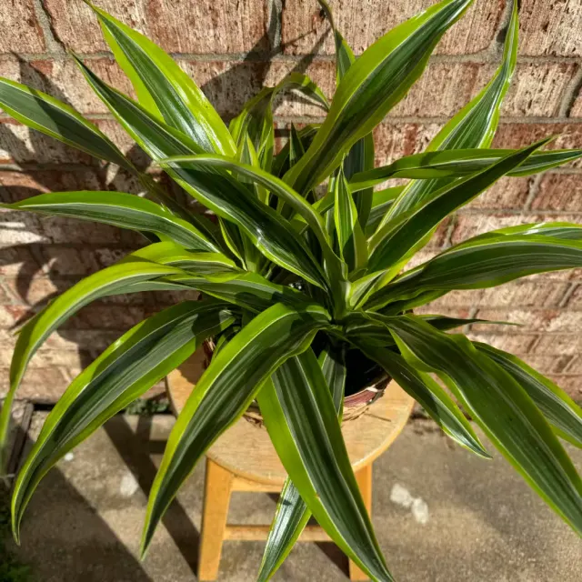 Lemon Lime Warneckii