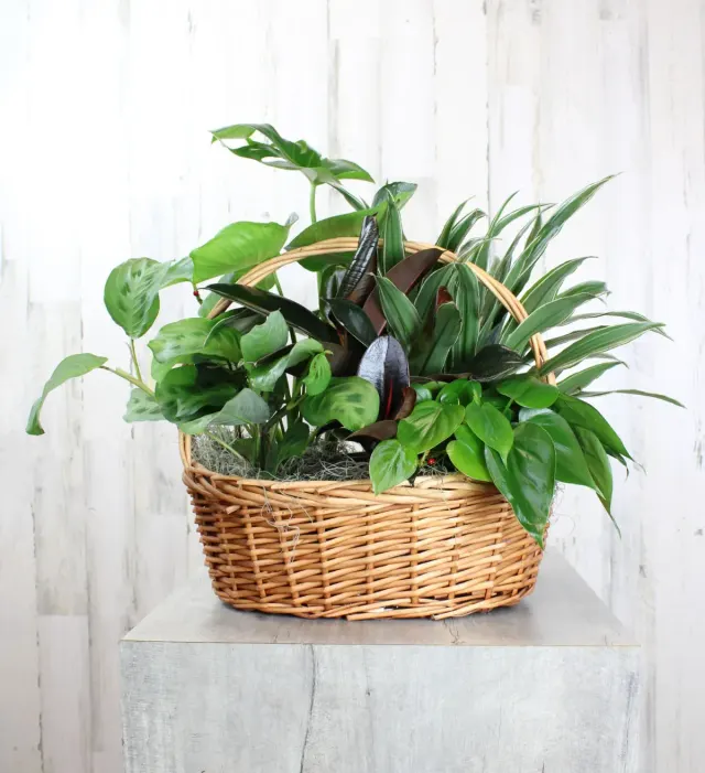 Dish Garden