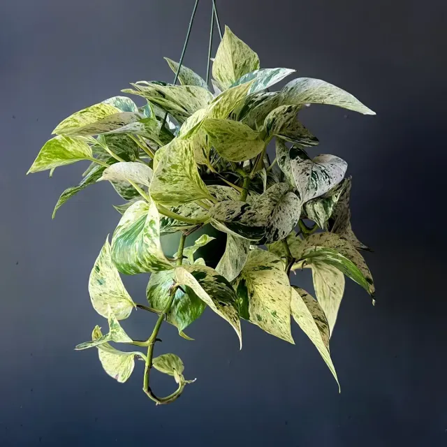Marble Queen Pothos