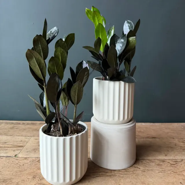 ZZ Plant “Black Queen”
