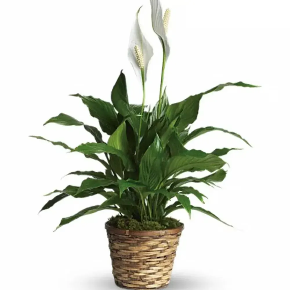 Simply Elegant Spathiphyllum - Small