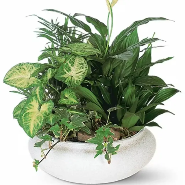 Medium Dish Garden
