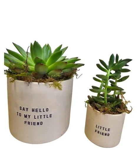 My Little Friend Succulent Duo