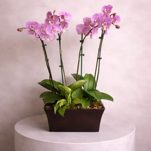 Phalaenopsis Orchid Plant