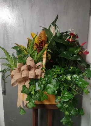 Deluxe European Basket 5 Or 6 Plants