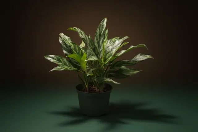 Aglaonema “Silver Queen”/Chinese Evergreen
