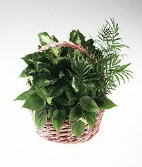 European Dish Garden