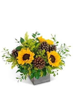 Harvest Sunburst Beauty