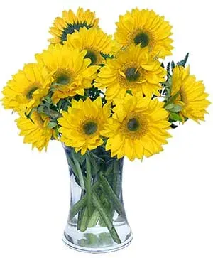 Hello Sunshine!
