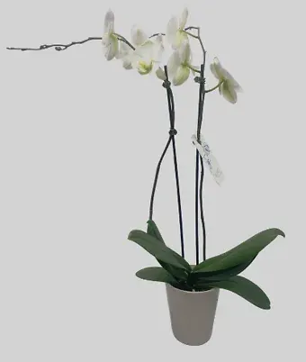 Orchid Plant