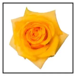Dejavu Golden Yellow Roses for You!