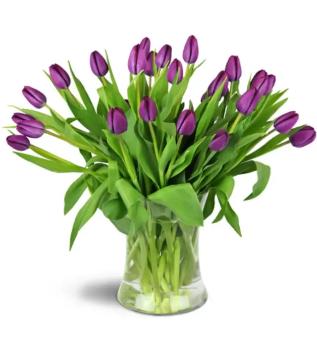 Royal Tulips