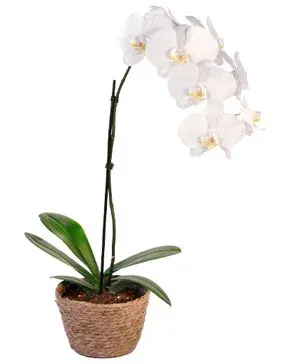 Orchid Plant