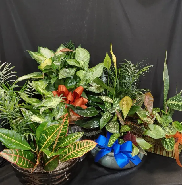 Assorted Plants