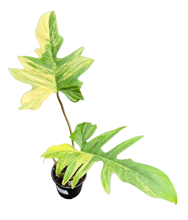 Philodendron Florida Beauty x Mayoi 4in Grow Pot