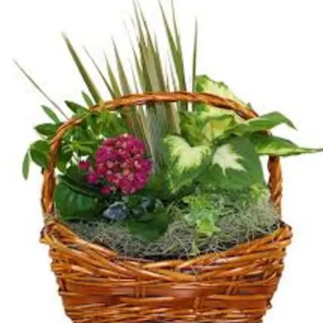 Dish Garden