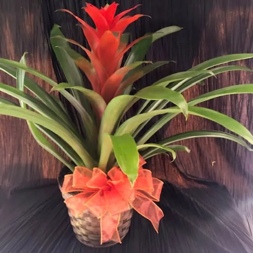 Bromeliad plant