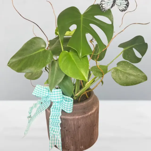 Dressed monstera