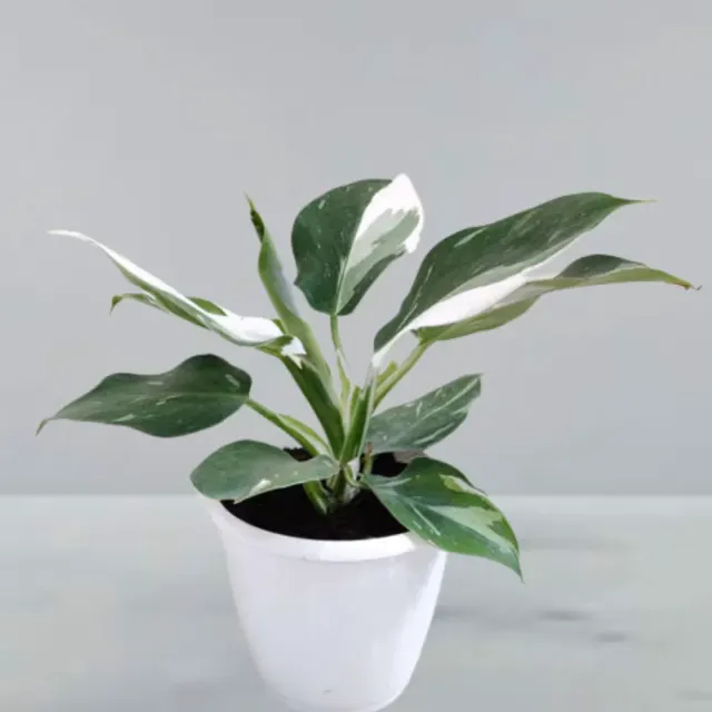Philodendron erubescens 'White Princess