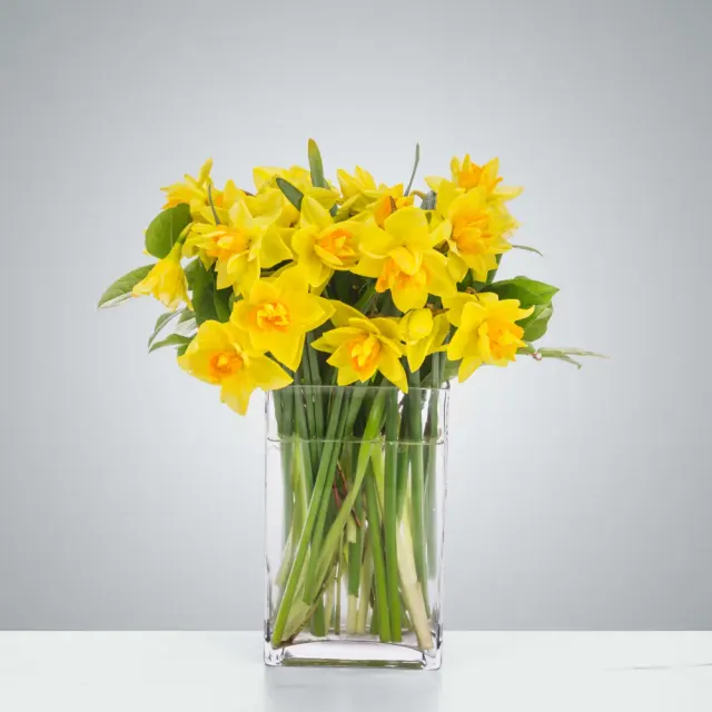 Darling Daffodils