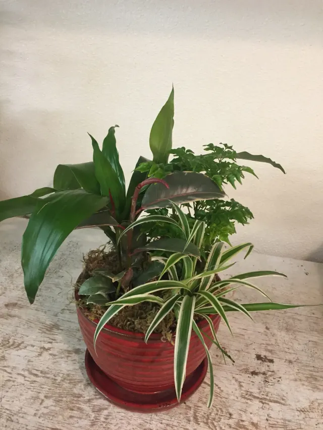 Small Dish Garden