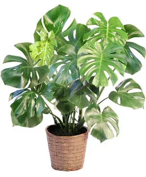 Monstera