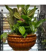 Dish Garden