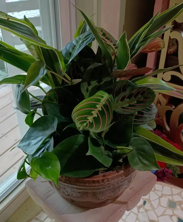 Classic Dishgarden in Ceramic