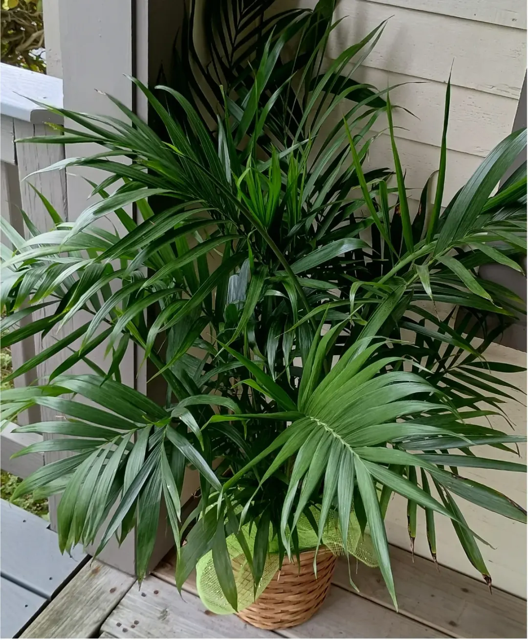 Stately Kentia Palm