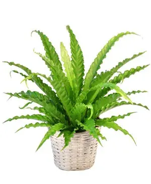 Bird's Nest Fern