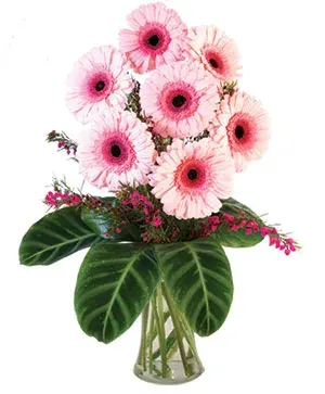 Lucky Seven Gerberas
