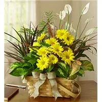 Dish Garden With Fresh Cut Flowers