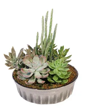Showstopping Succulents