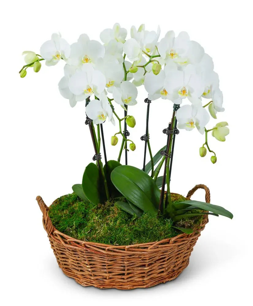 Serenity Orchid Plant