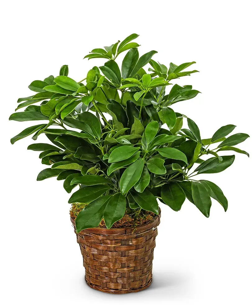 Miniature Schefflera Plant
