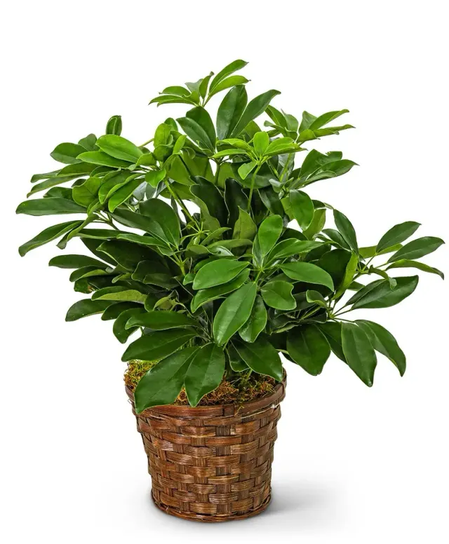 Miniature Schefflera Plant